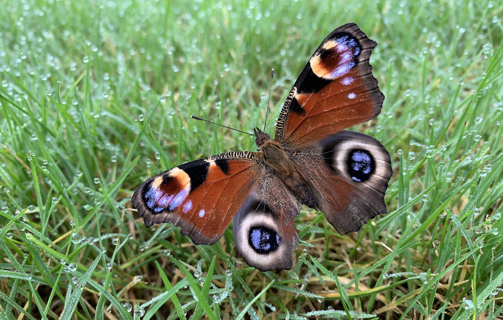 Butterfly image